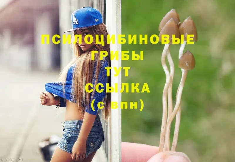 Галлюциногенные грибы Psilocybe  мега как войти  Островной  цена наркотик 